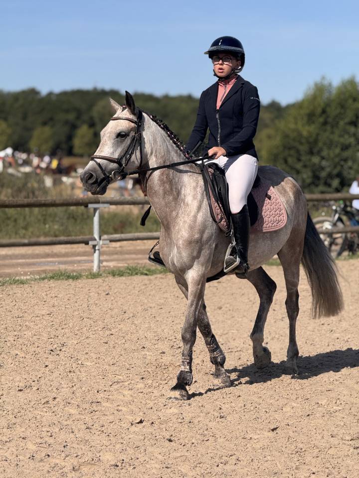 Cavalla PFS Pony Francese da Sella In vendita 2019 Baio ,  Carlson