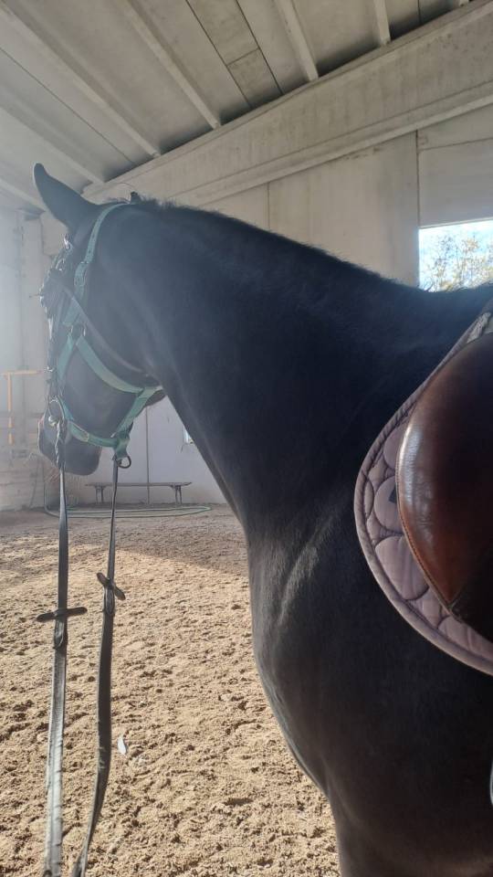 REGINA, femmina 5 anni