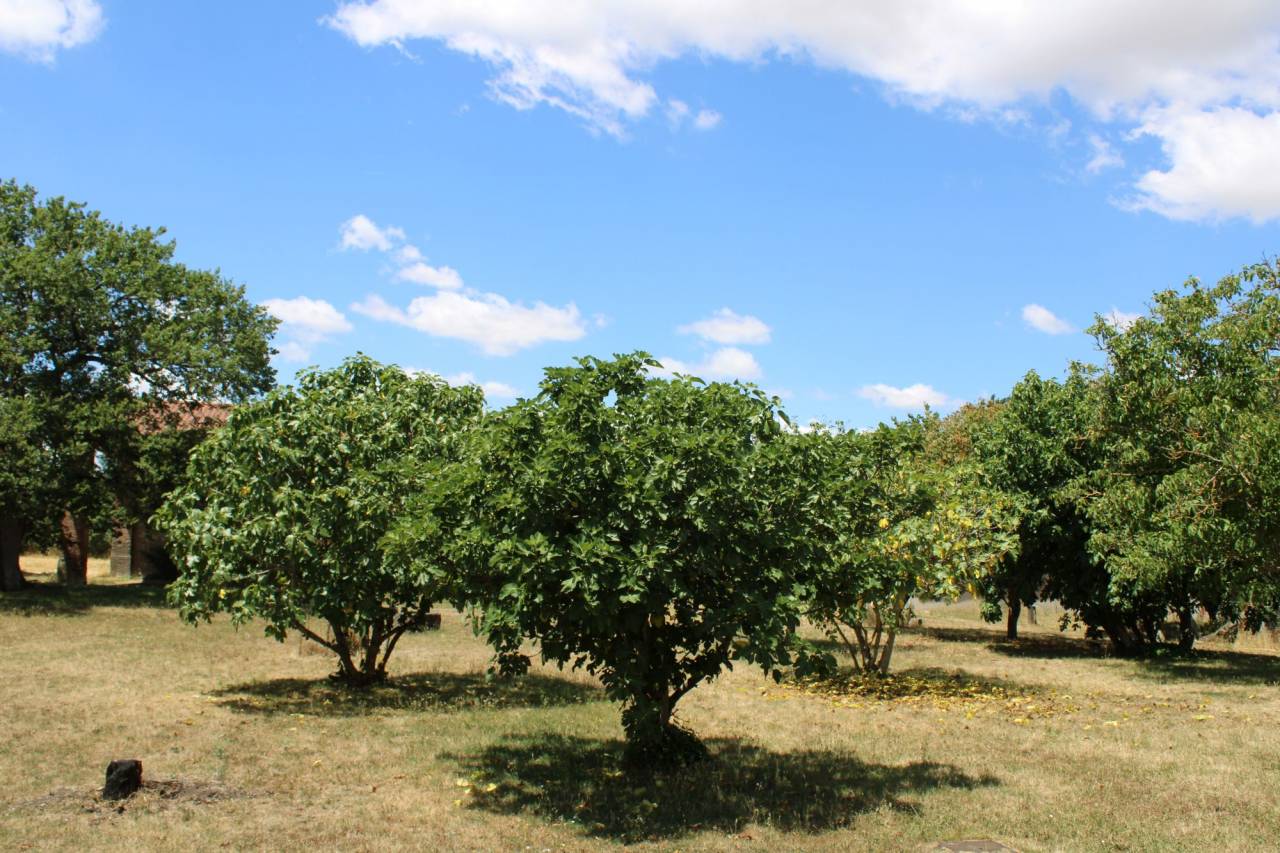 Propriet&agrave; equestre In vendita Haute-Garonne