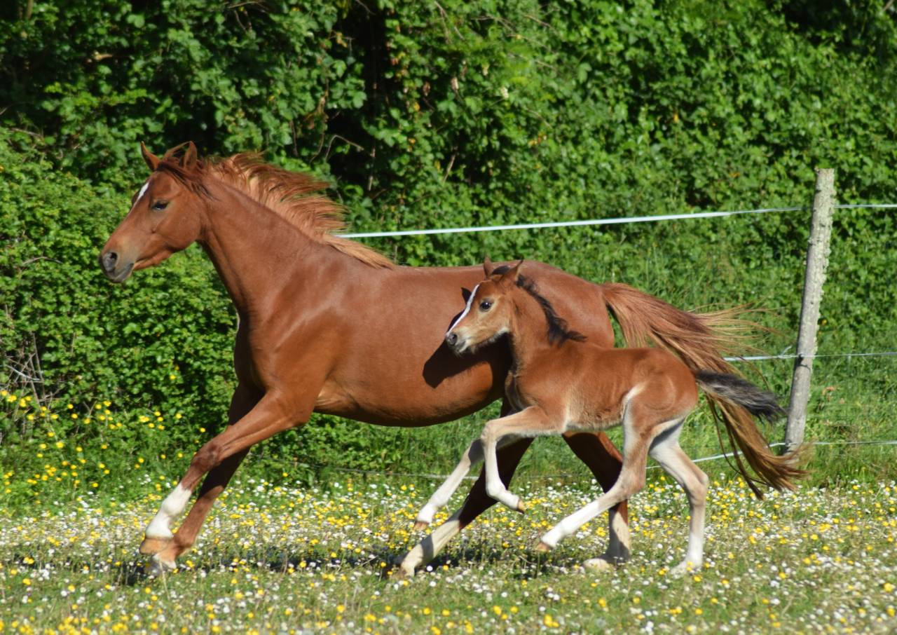 Puledra Welsh Poney (Sezione B) In vendita 2026 Baio