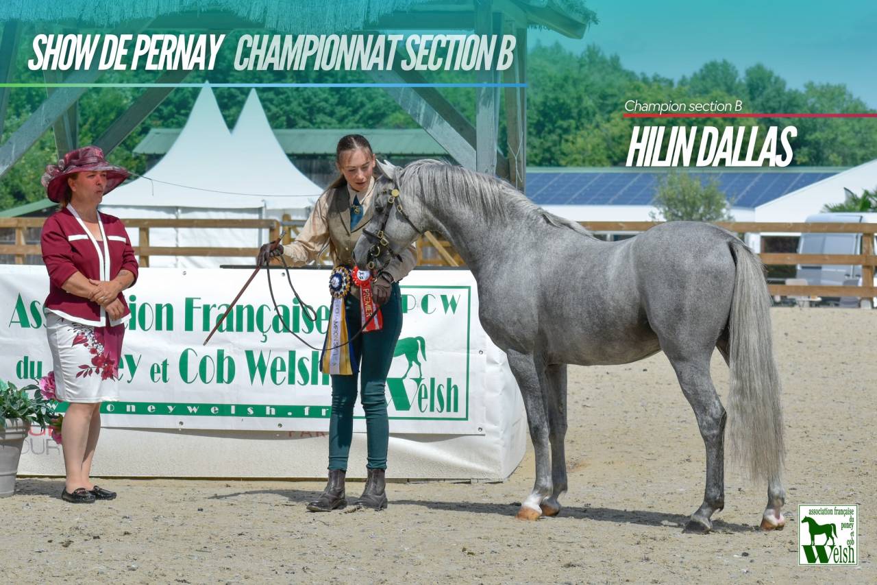 Puledra Welsh Poney (Sezione B) In vendita 2026 Baio