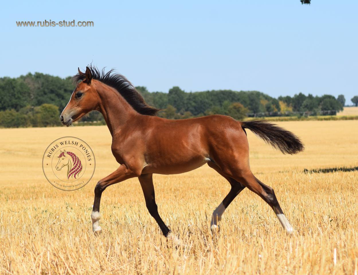 Puledra Welsh Poney (Sezione B) In vendita 2026 Baio