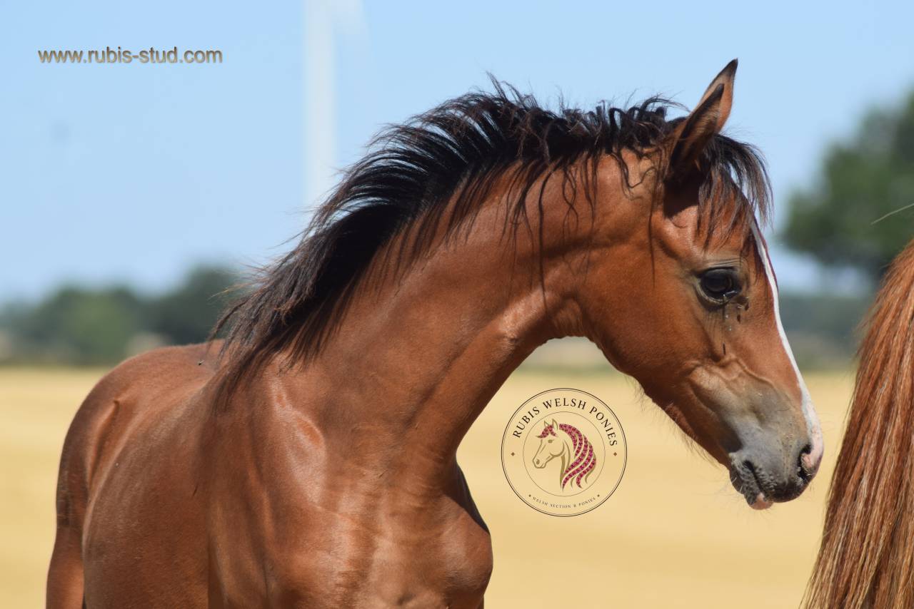 Puledra Welsh Poney (Sezione B) In vendita 2026 Baio