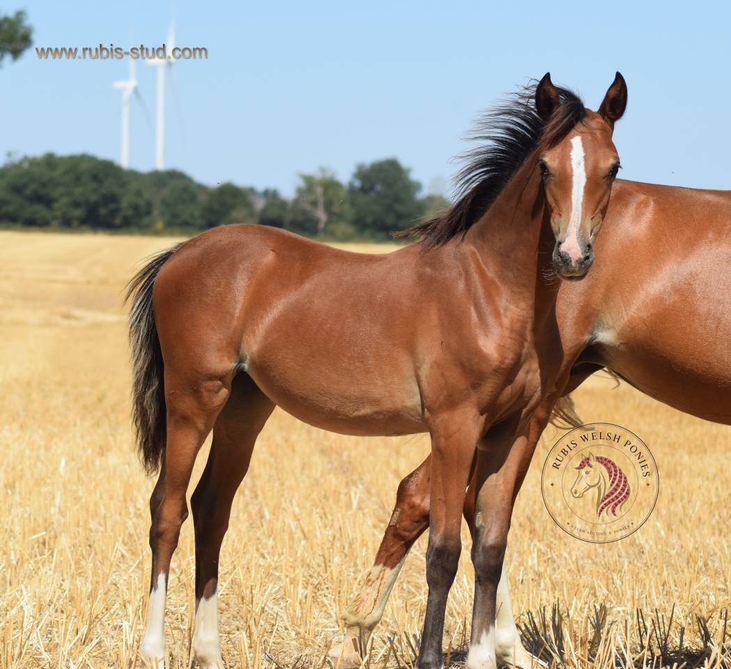 Puledra Welsh Poney (Sezione B) In vendita 2026 Baio