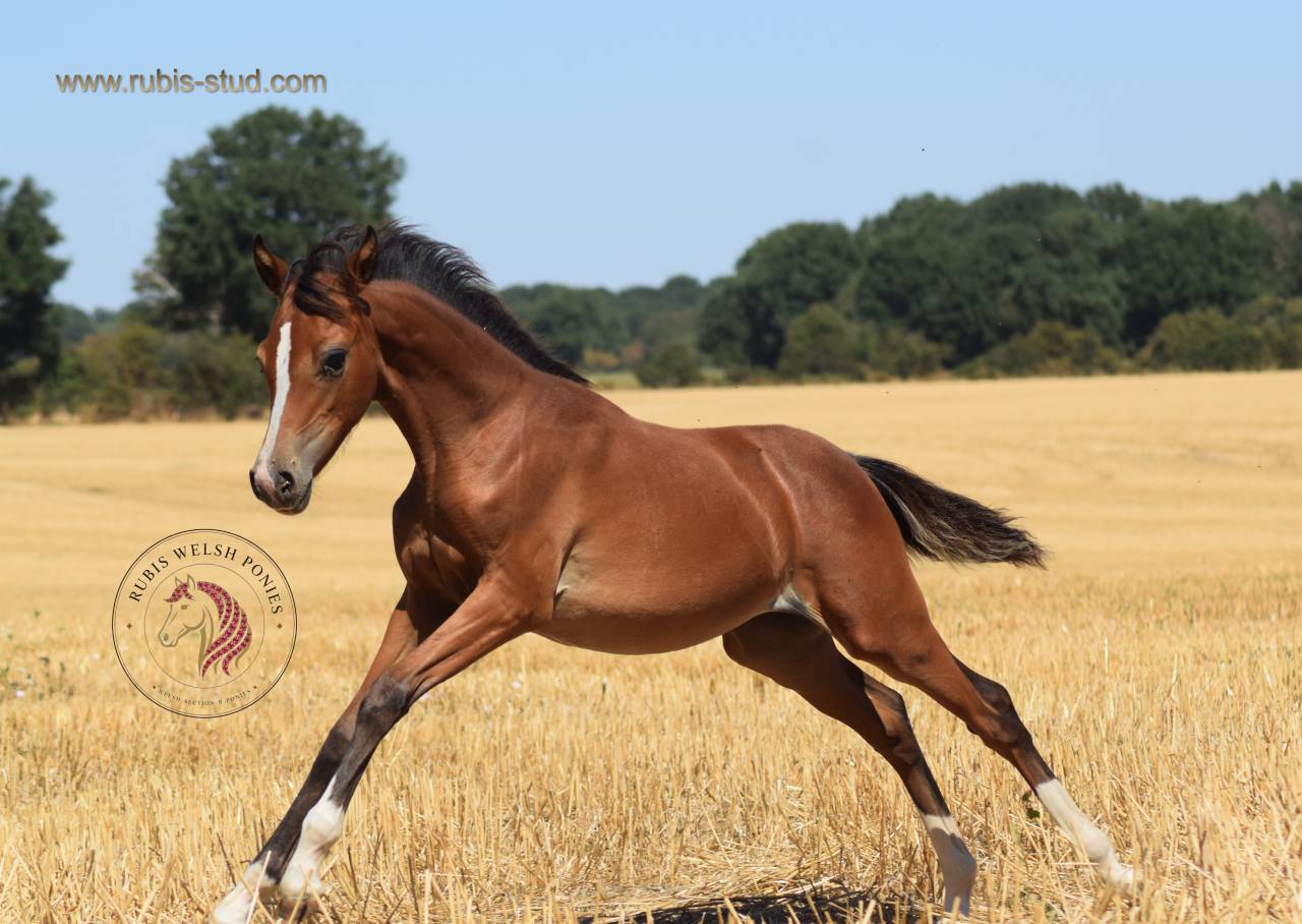 Puledra Welsh Poney (Sezione B) In vendita 2026 Baio