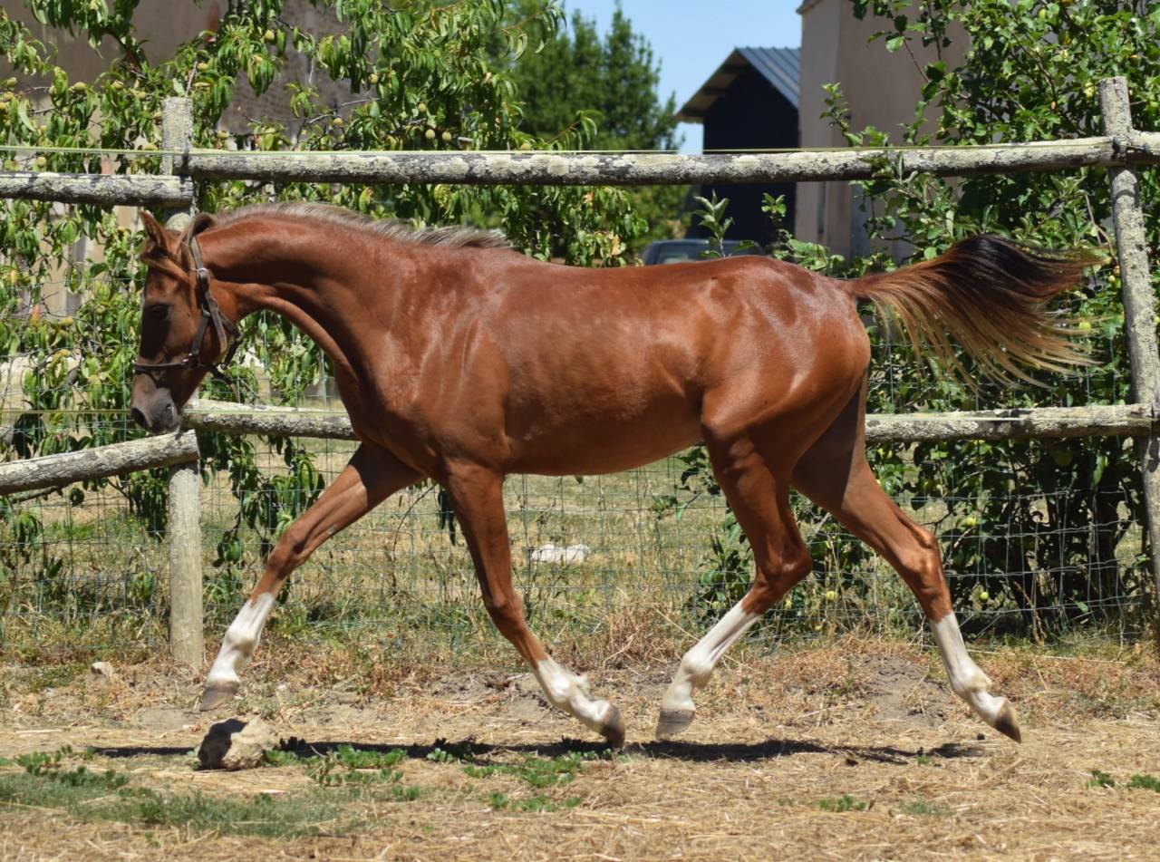Puledra Welsh Poney (Sezione B) In vendita 2025 Sauro