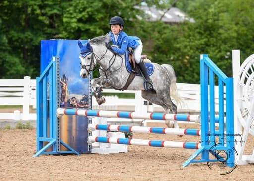 Puledra Welsh Poney (Sezione B) In vendita 2025 Sauro