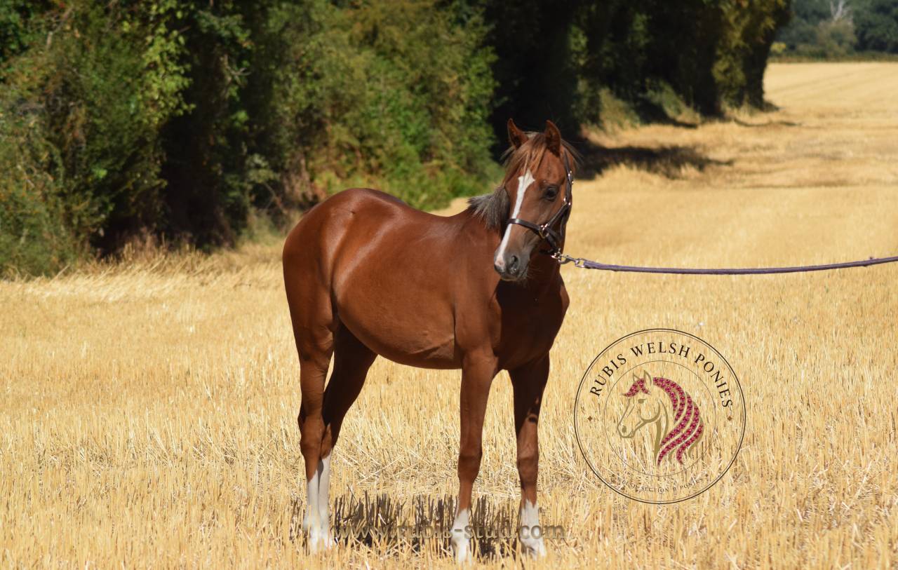 Puledra Welsh Poney (Sezione B) In vendita 2025 Sauro