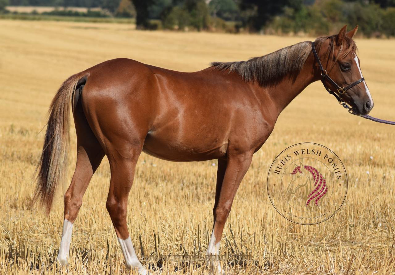 Puledra Welsh Poney (Sezione B) In vendita 2025 Sauro