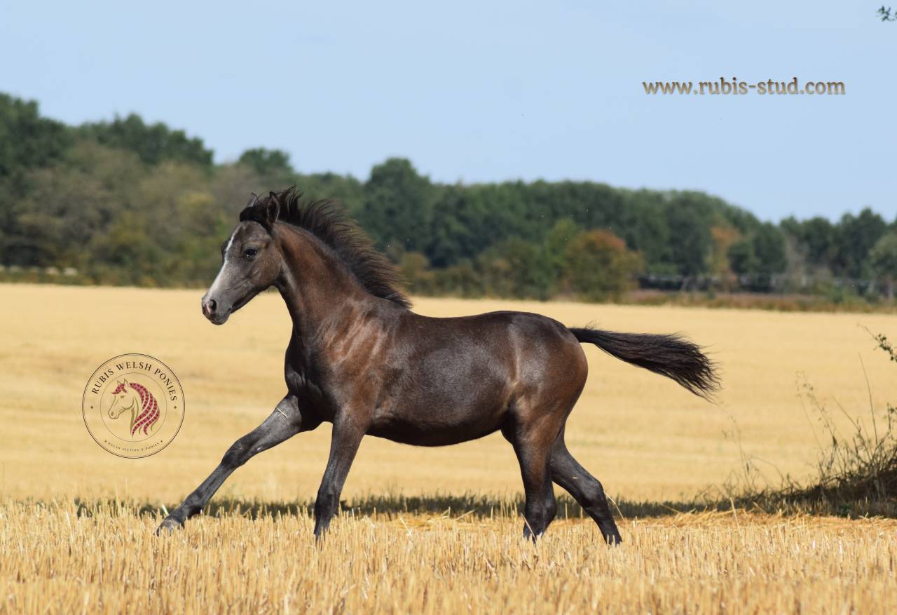 Puledra Welsh Poney (Sezione B) In vendita 2026 Grigio