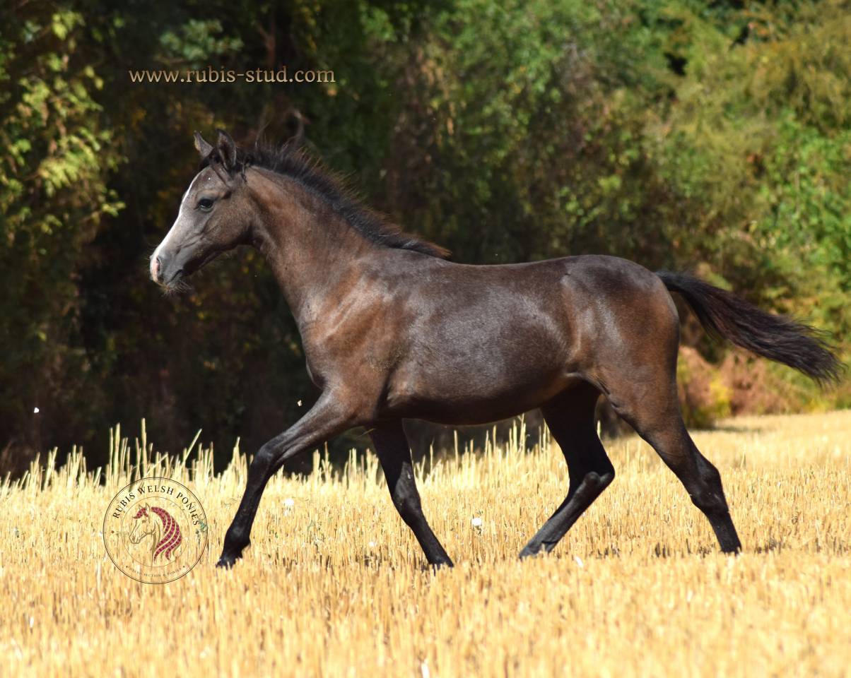 Puledra Welsh Poney (Sezione B) In vendita 2026 Grigio