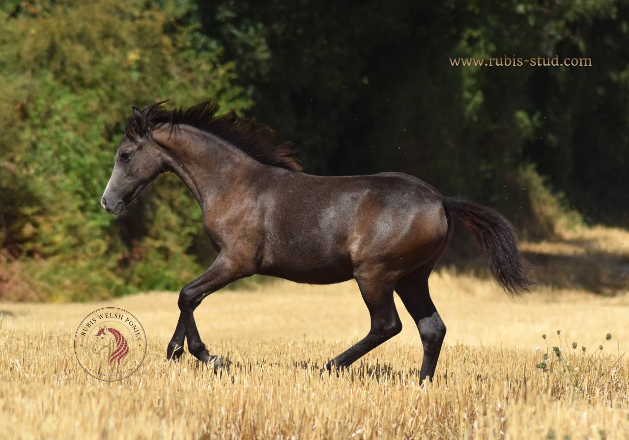 Puledra Welsh Poney (Sezione B) In vendita 2026 Grigio