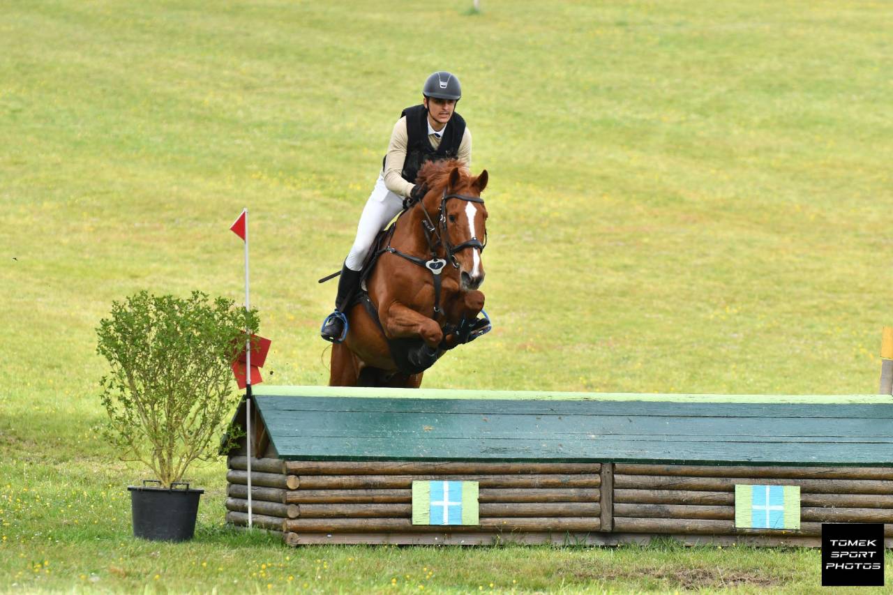 Castrone Sella Francese In vendita 2020 Sauro