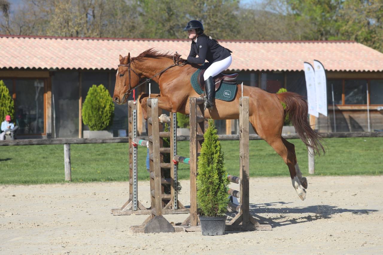 Castrone BWP Cavallo da Sangue Belgio In vendita 2015 Sauro ,  Kasanova de la pomme