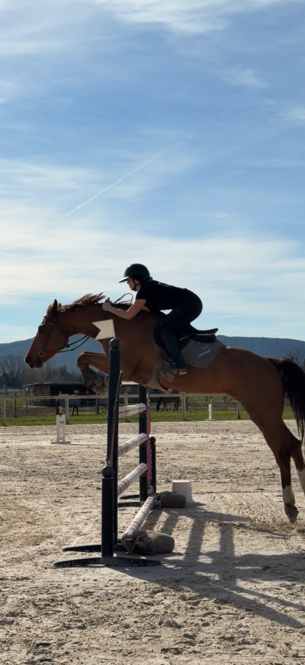 Castrone BWP Cavallo da Sangue Belgio In vendita 2015 Sauro ,  Kasanova de la pomme