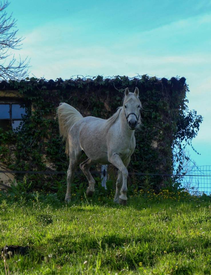 Fattrice Purosangue Arabo In vendita 2009 Grigio