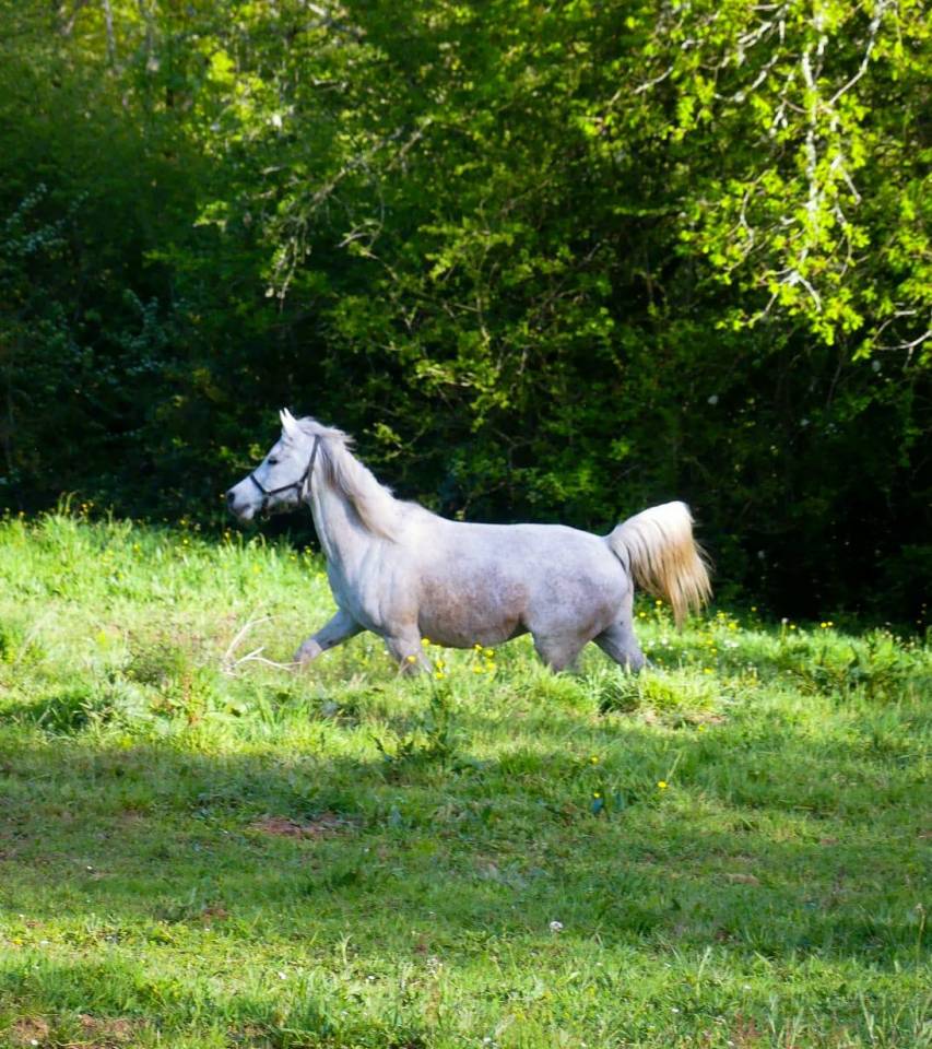 Fattrice Purosangue Arabo In vendita 2009 Grigio