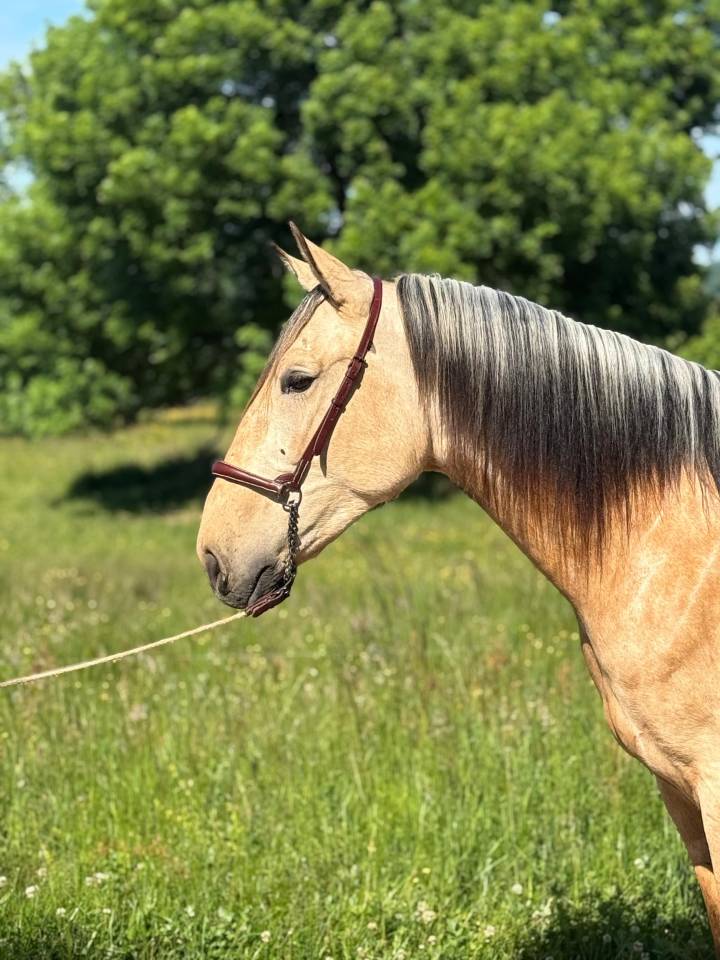 Castrone PRE Andaluso In vendita 2022 Isabella