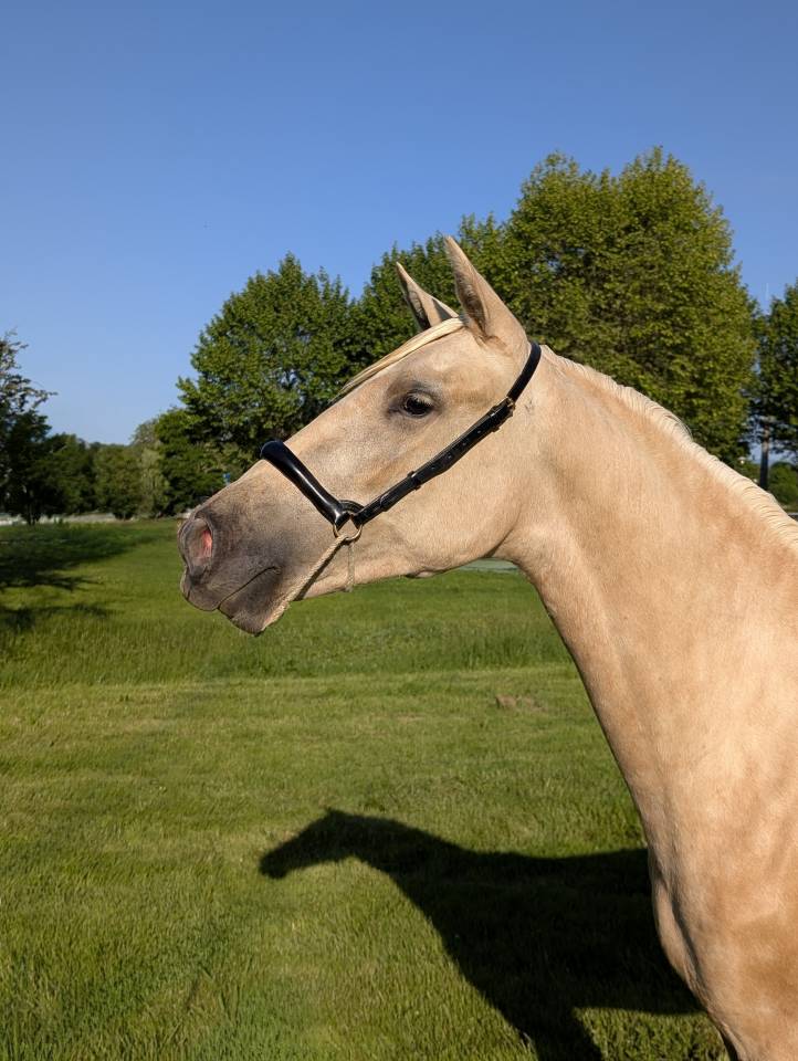 Cavalla PRE Andaluso In vendita 2023 Palomino ,  TREMENDO JL