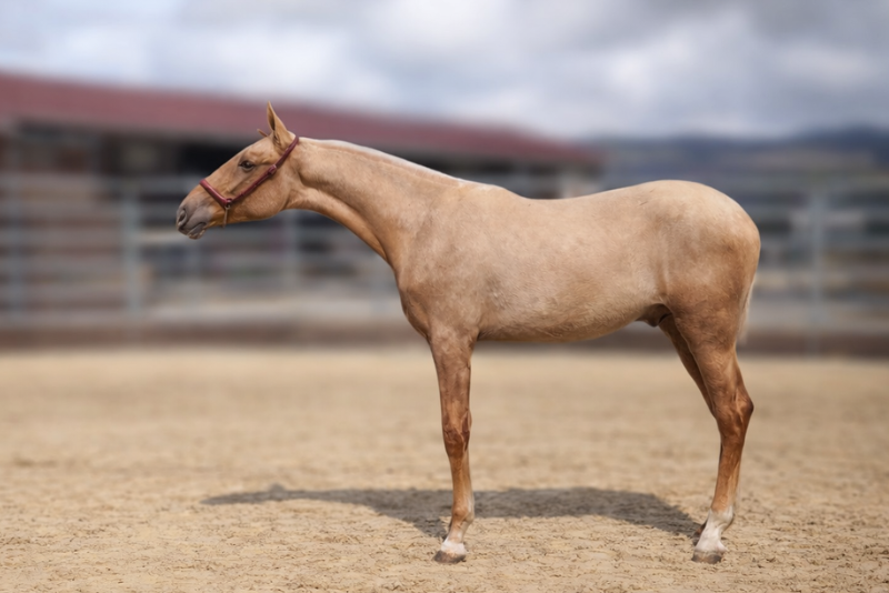 Puledro PRE Andaluso In vendita 2025 Palomino ,  MALVERDE FP