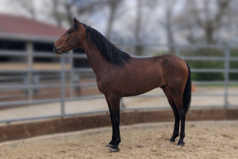 Castrone PRE Andaluso In vendita 2023 Baio
