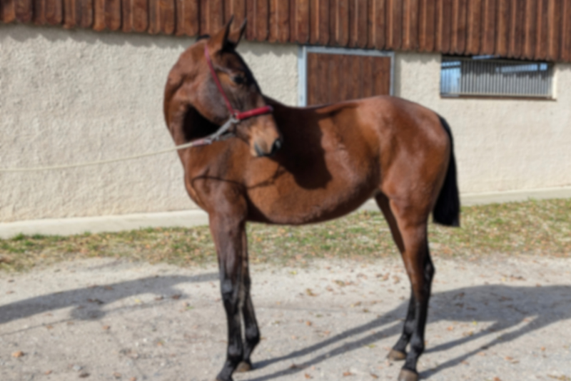 Cavalla PRE Andaluso In vendita 2024 Baio ,  ABANICO SG