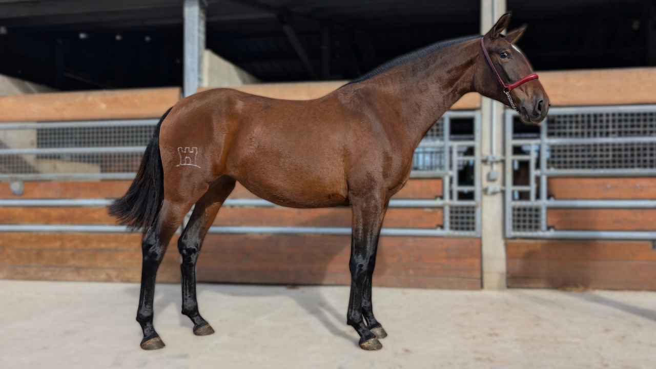 Cavalla PRE Andaluso In vendita 2023 Baio ,  Naviero SG