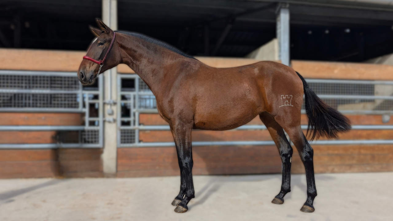 Cavalla PRE Andaluso In vendita 2023 Baio ,  Naviero SG