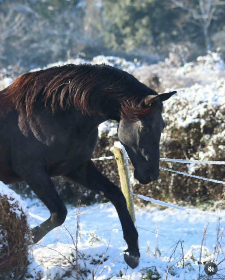 Intero Sella Francese In vendita 2022 Nero ,  FIDJY OF COLORS (BEL)