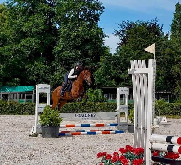 Cavalla Origine Non Constatata In vendita 2018 Baio