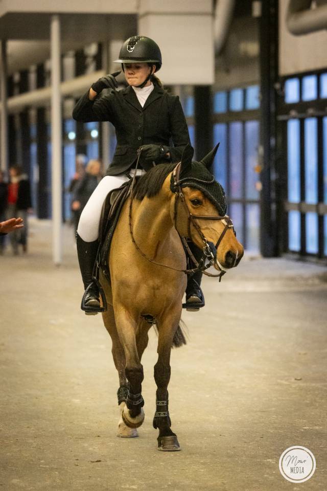 Castrone PFS Pony Francese da Sella In vendita 2015 Baio ,  QUABAR DES MONCEAUX
