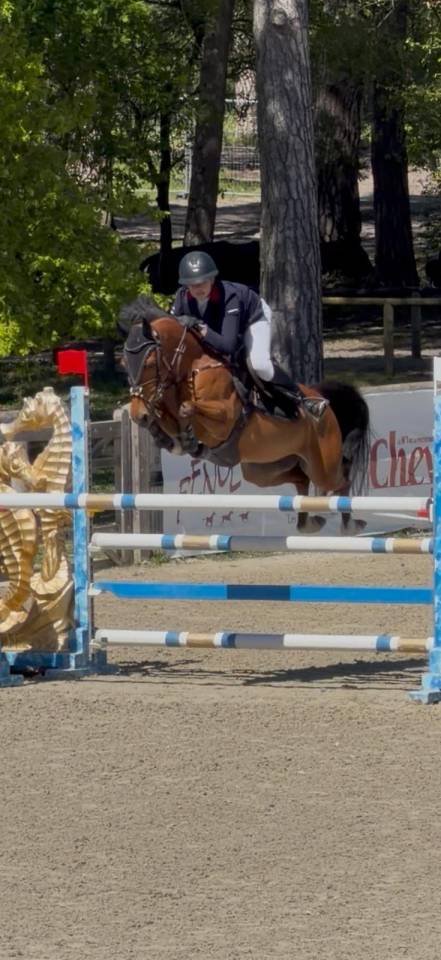 Castrone PFS Pony Francese da Sella In vendita 2015 Baio ,  QUABAR DES MONCEAUX