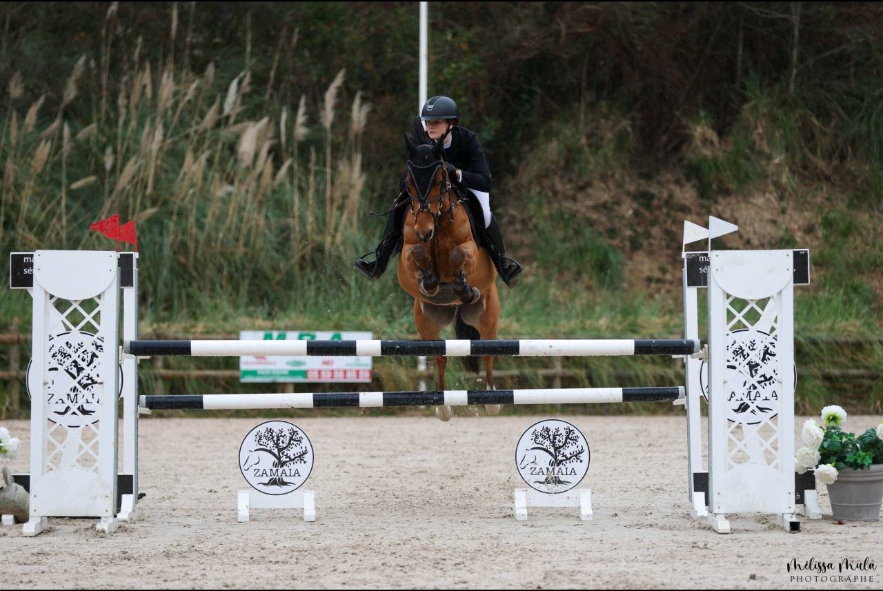 Castrone PFS Pony Francese da Sella In vendita 2015 Baio ,  QUABAR DES MONCEAUX