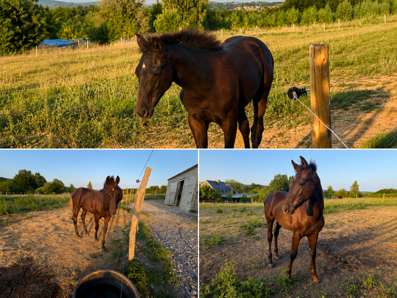 Stallone sBs Cavallo da Sport Belgio In vendita 2026 Nero ,  Zonik plus
