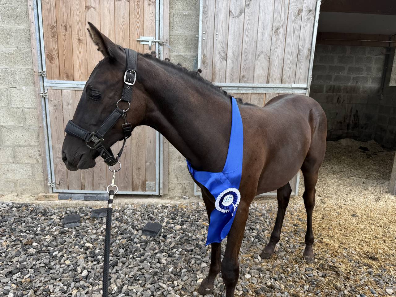 Stallone sBs Cavallo da Sport Belgio In vendita 2026 Nero ,  Zonik plus