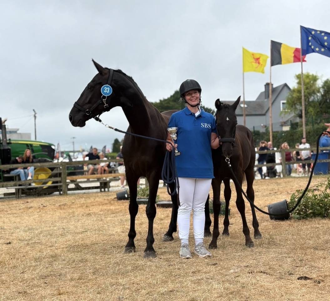 Stallone sBs Cavallo da Sport Belgio In vendita 2026 Nero ,  Zonik plus