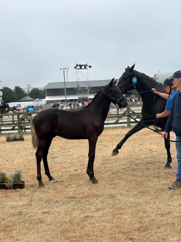 Stallone sBs Cavallo da Sport Belgio In vendita 2026 Nero ,  Zonik plus