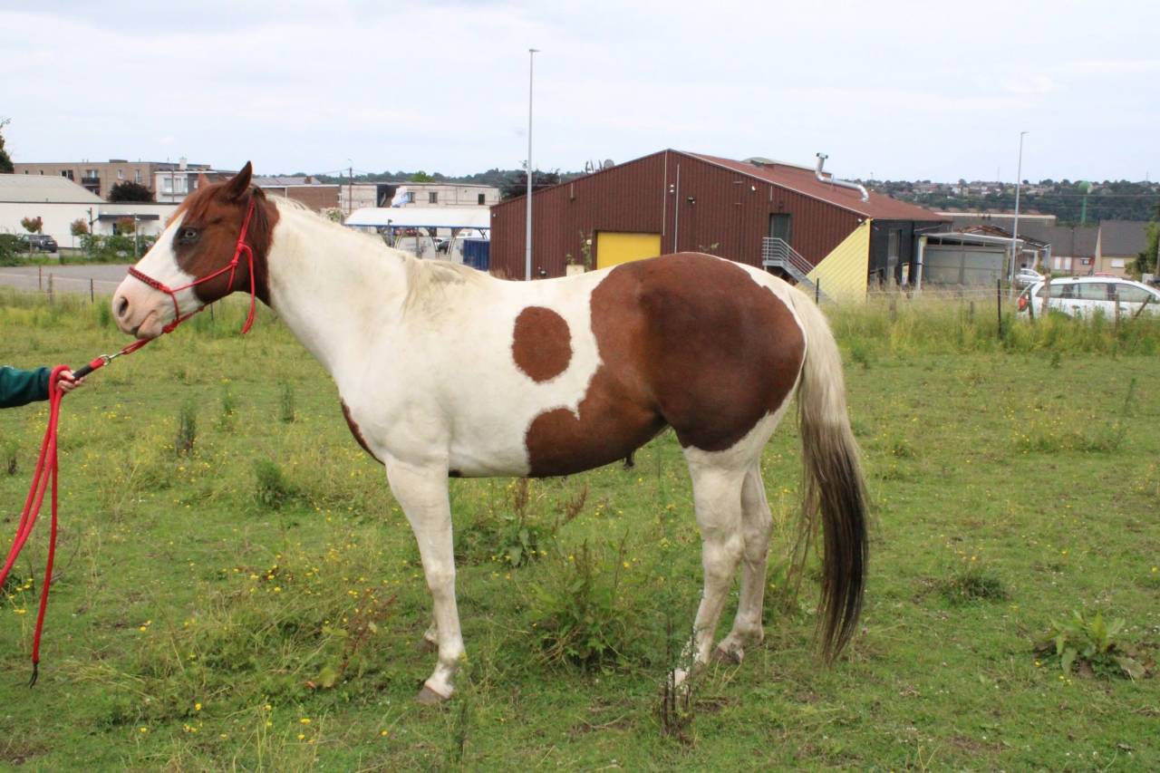 Puledra Paint Horse In vendita 2020 Tobiano
