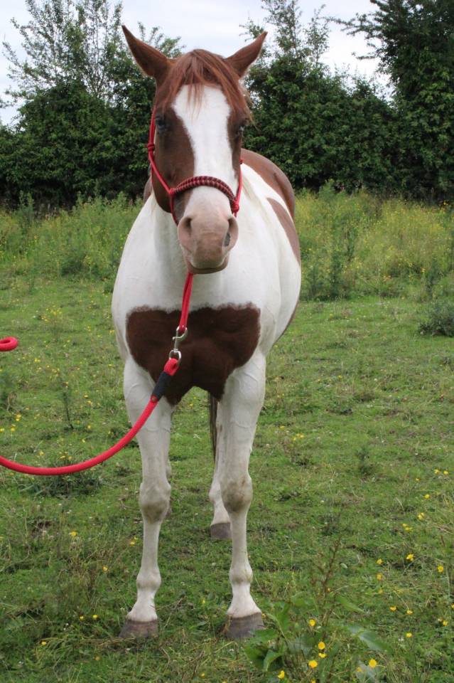 Puledra Paint Horse In vendita 2020 Tobiano