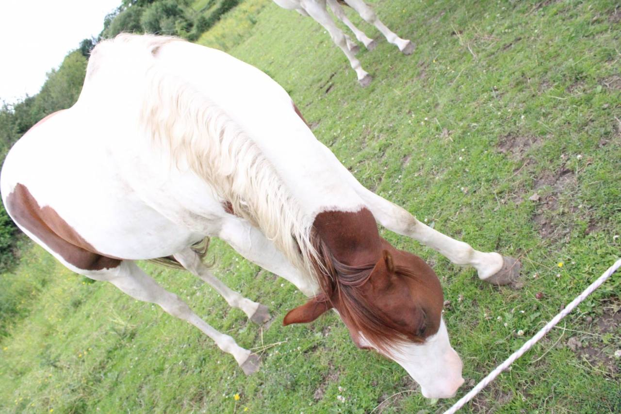 Puledra Paint Horse In vendita 2020 Tobiano