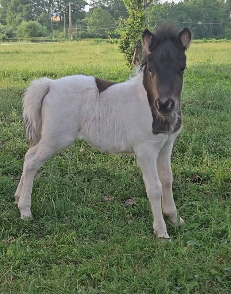 Puledra Shetland In vendita 2026 Pezzato