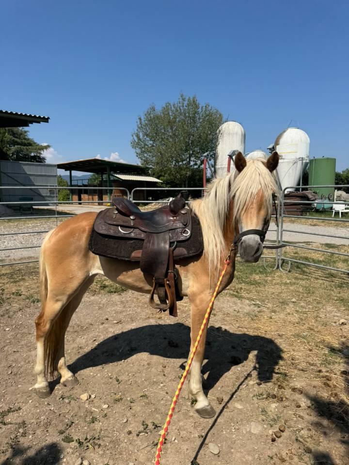 HAFLINGER FEMMINA 3 ANNI - NITRITO DEL BALDO