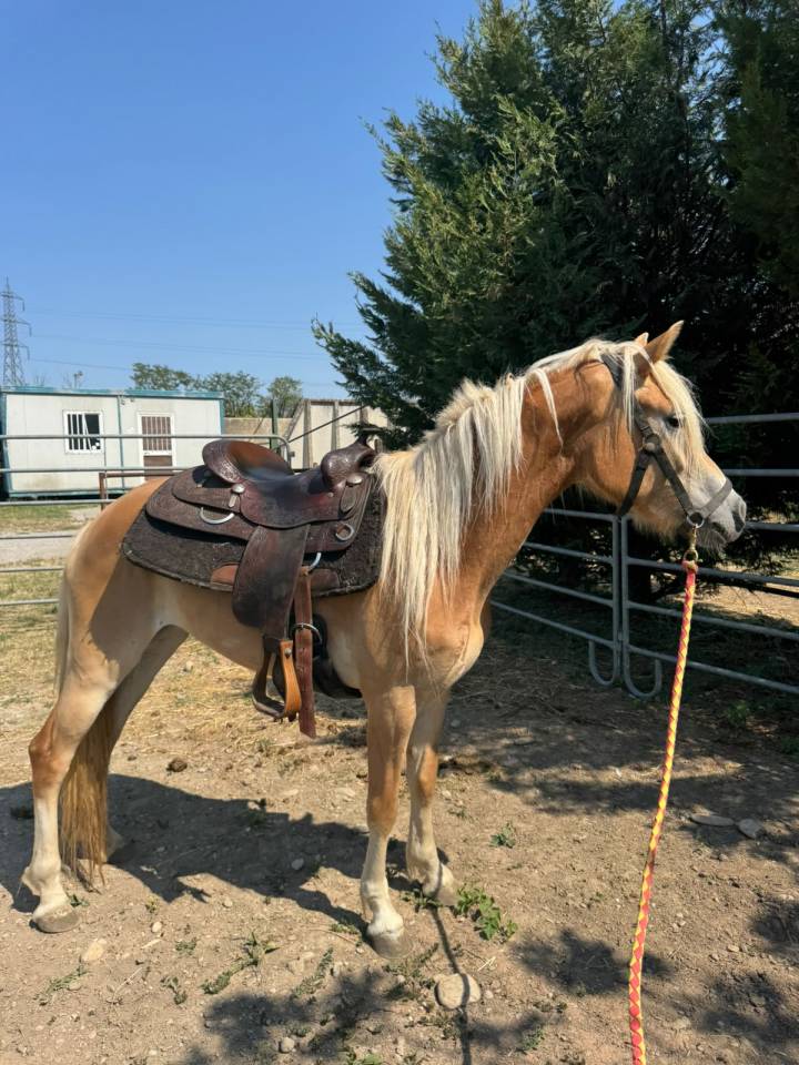 HAFLINGER FEMMINA 3 ANNI - NITRITO DEL BALDO