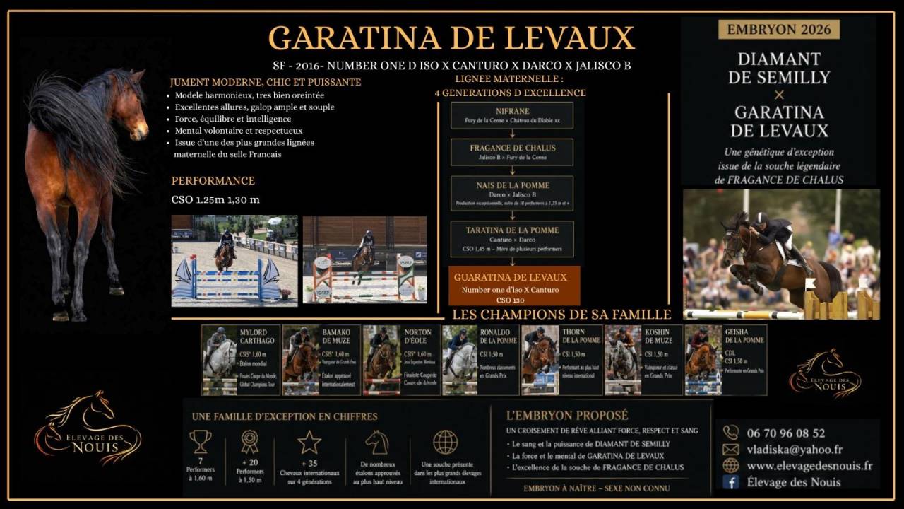Puledro Sella Francese In vendita 2026 Baio ,  DIAMANT DE SEMILLY