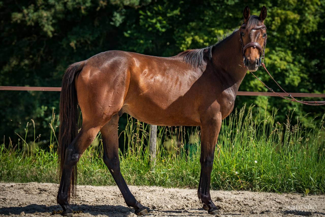 Castrone Purosangue Inglese In vendita 2024 Baio ,  INDIAN