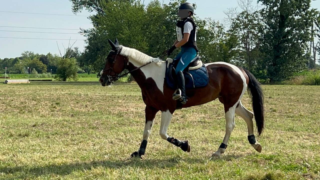 Cavalla italiana del 2011