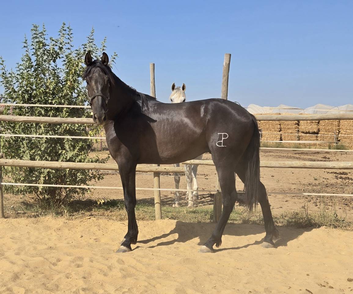Puledro PRE Andaluso In vendita 2024 Nero ,  NELSON XIII