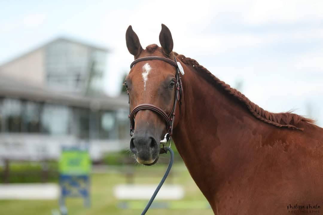 Fattrice KWPN Cavallo da Sport Neerlandese In vendita 2014 Sauro