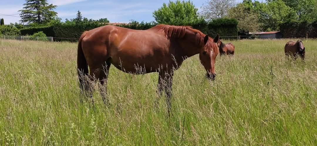 Fattrice KWPN Cavallo da Sport Neerlandese In vendita 2014 Sauro