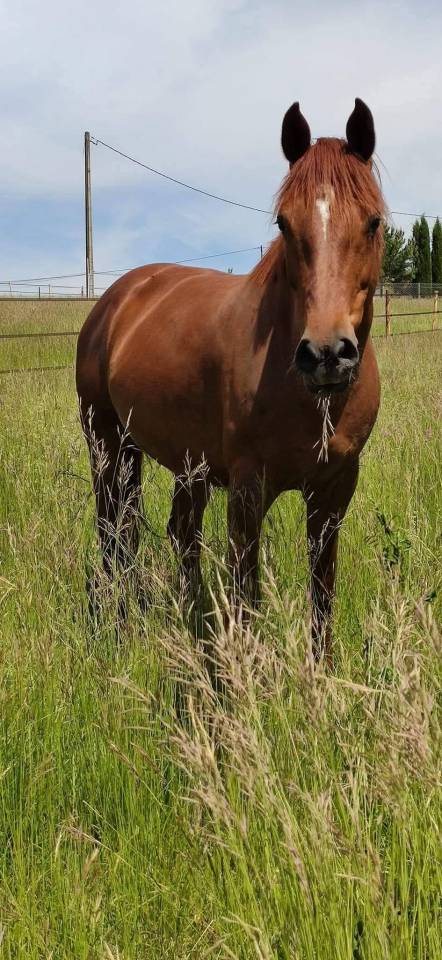 Fattrice KWPN Cavallo da Sport Neerlandese In vendita 2014 Sauro